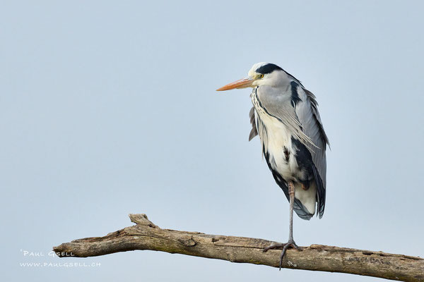Graureiher - Grey Heron - #2533