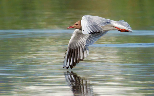 Lachmöwe - Black-headed Gull - #9372