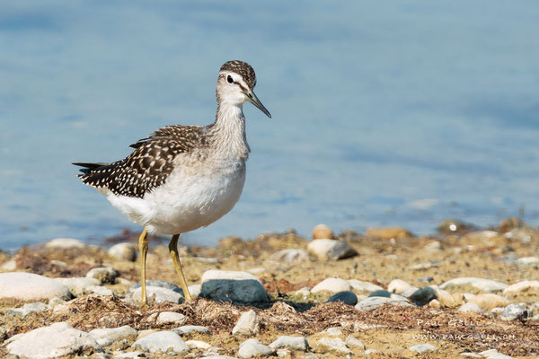 Bruchwasserläufer - Wood Sandpiper - #5651