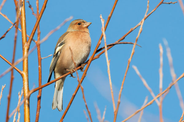 Buchfink Weibchen - Chaffinch female - #0509