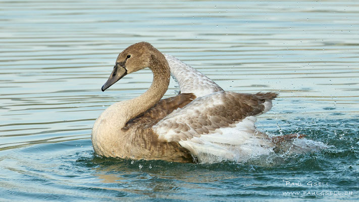 Junger Höckerschwan - Young Mute Swan - #9218