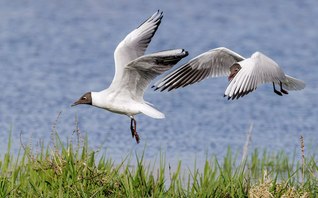 Lachmöwen - Black-headed Gulls - #3999