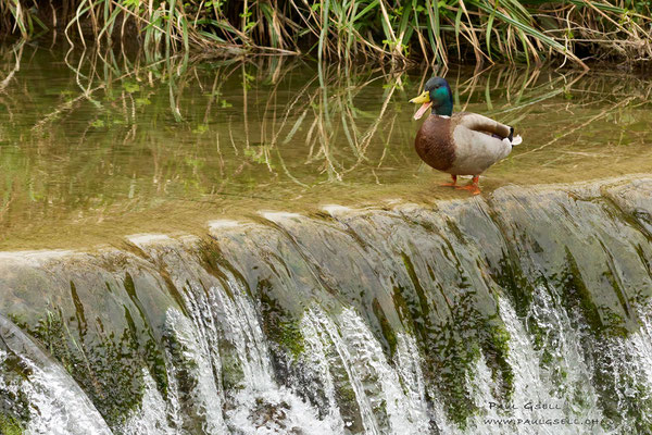 Stockente Männchen - Mallard Male - #8640