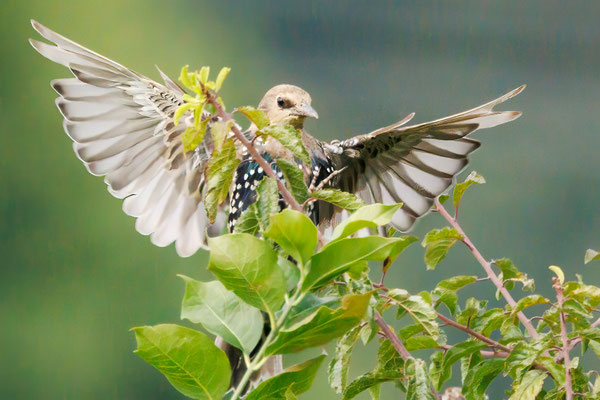 Star - Starling - #3859