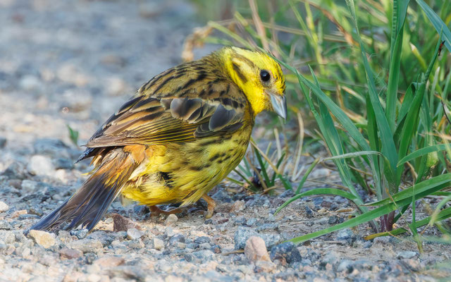 Goldammer - Yellowhammer - #2894