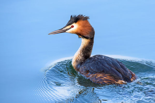 Haubentaucher - Great Crested Grebe - #8012