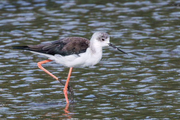 Stelzenläufer - Black-winged Stilt - #0810