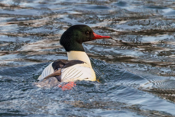 Gänsesäger Männchen - Common Merganser Male- #6595