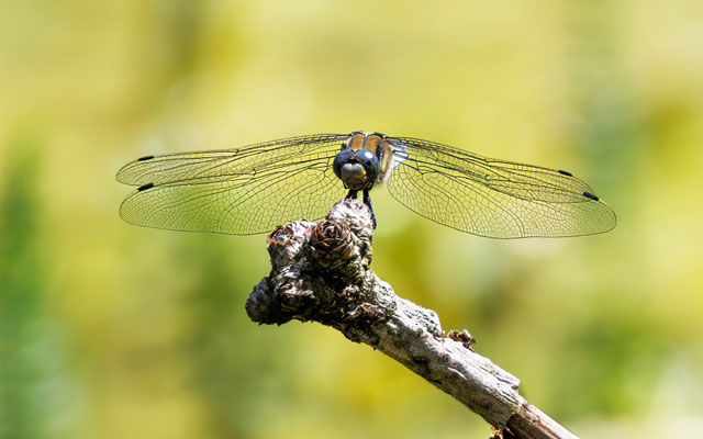 Großer Blaupfeil - Black-tailed Skimmer - #4809