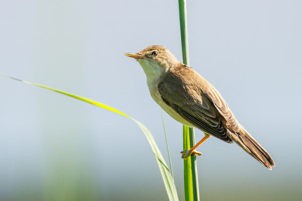 Sumpfrohrsänger - Marsh Warbler - #7021