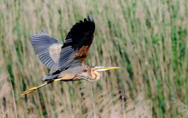 Purpurreiher - Purple Heron - #7599