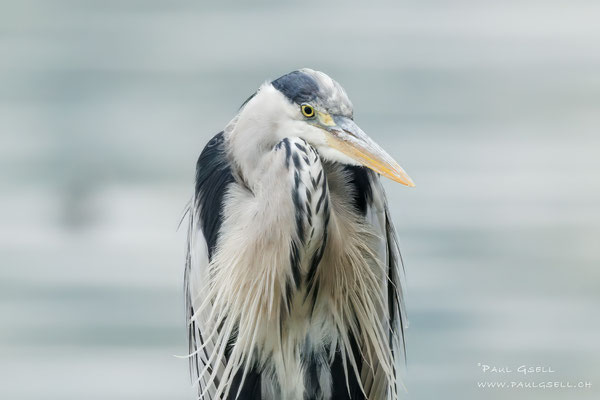 Graureiher - Grey Heron - #4447