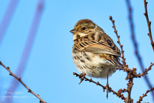 Rohrammer - Reed Bunting - #3766