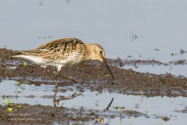 Alpenstrandläufer - Dunlin - #0353