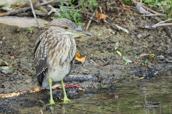 Nachtreiher, Jungvogel - Night heron, juvenile bird - #4667