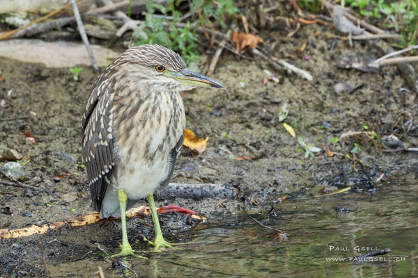 Nachtreiher, Jungvogel - Night heron, juvenile bird - #4667