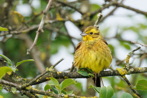 Goldammer - Yellowhammer - #5039