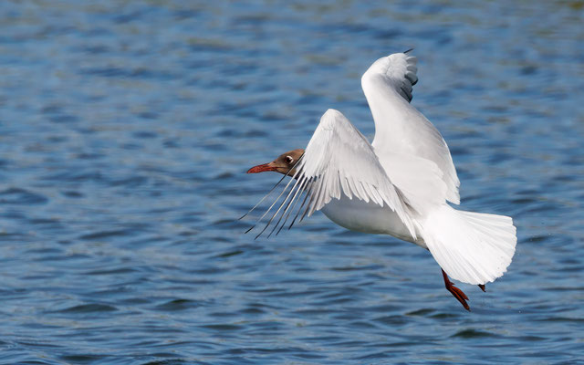 Lachmöwe - Black-headed Gull - #0362