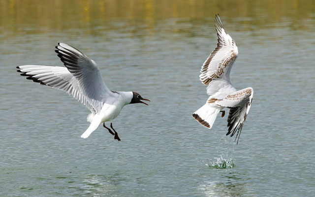 Lachmöwe - Black-headed Gull - #0930