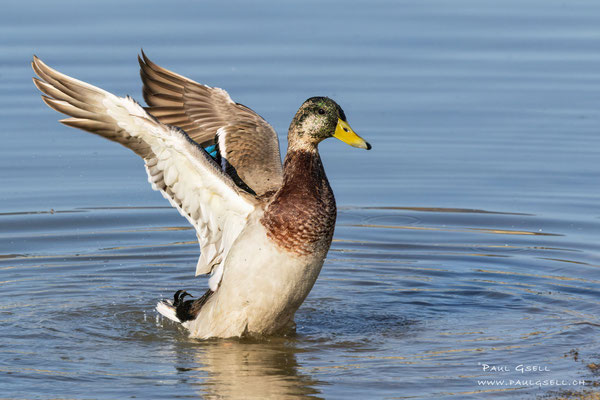 Stockente - Mallard - #8994