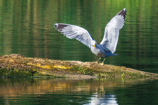 Mittelmeermöwe - Yellow-legged Gull - #6953