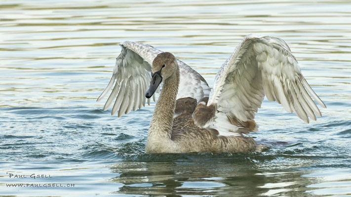 Junger Höckerschwan - Young Mute Swan - #9205