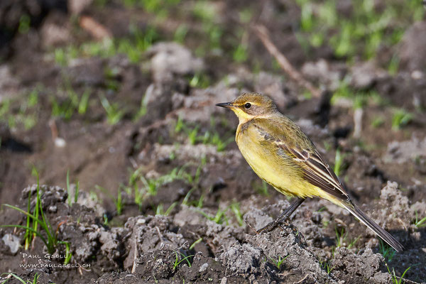 Schafstelze - Western Yellow Wagtail - #7233