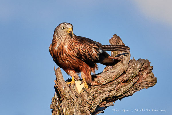 Rotmilan (Milvus milvus) - Red Kite - #0395