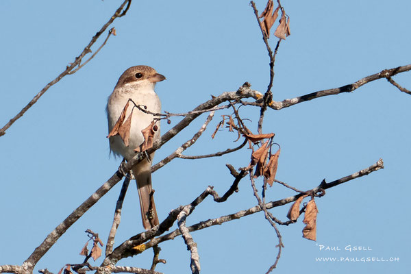 Neuntöter - Red-backed Shrike - #1113