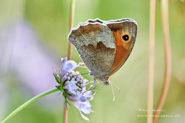 Grosses Ochsenauge - Large Bull's Eye Butterfly - #9668