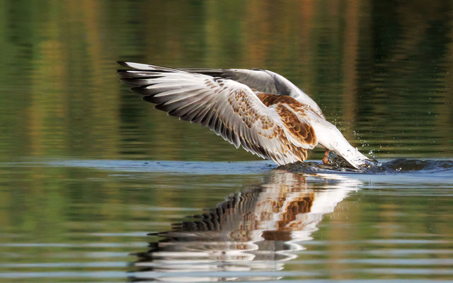 Lachmöwe - Black-headed Gull - #9539