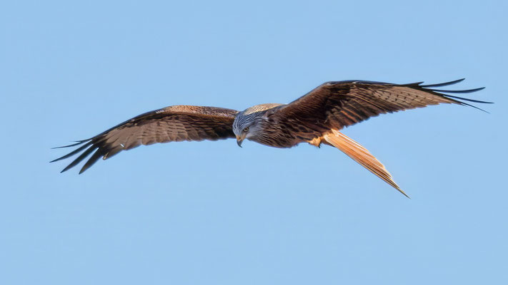Rotmilan - Red Kite #2033