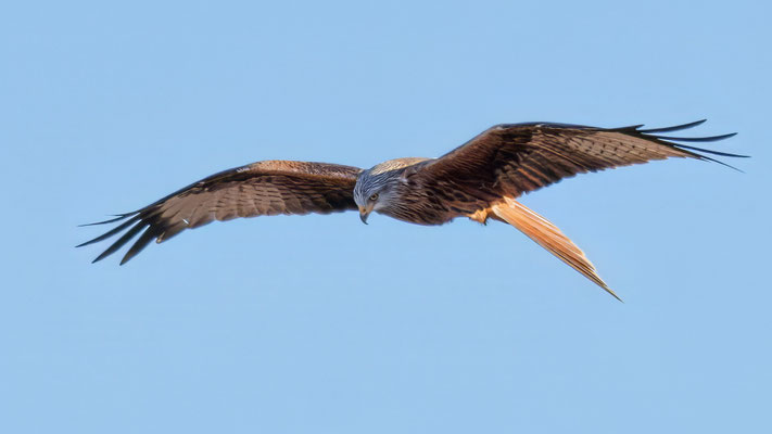 Rotmilan - Red Kite #2033