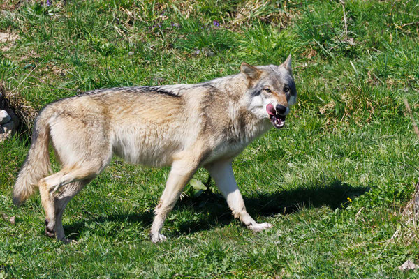 Wolf - Canis lupus - #3247