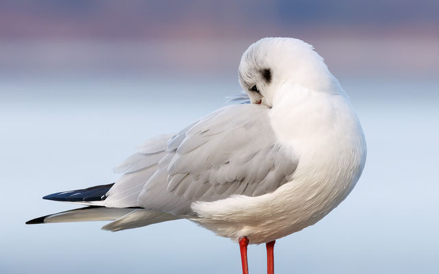 Lachmöwe - Black-headed Gull - #0765