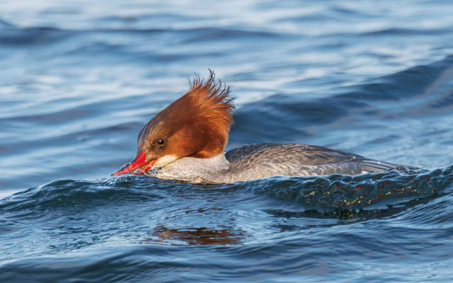 Gänsesäger Weibchen -  Common Merganser Female - #2566