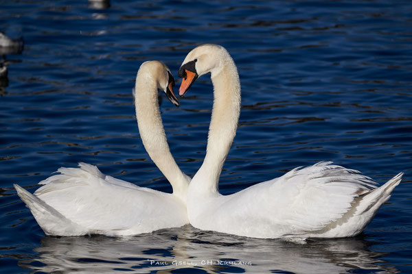Schwanenpaar beim Flirten im Zürichsee - #0111