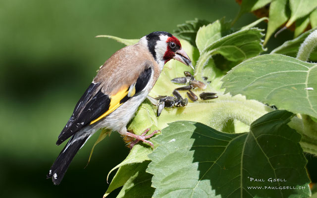 Stieglitz (Distelfink) - Goldfinch - #9918