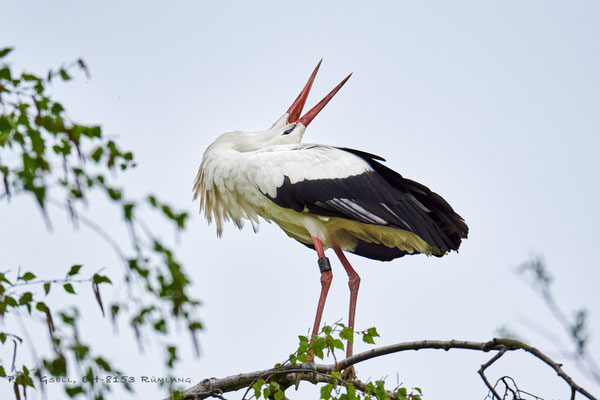 Weissstorch - Ciconia ciconia - Klapperstorch - #7856