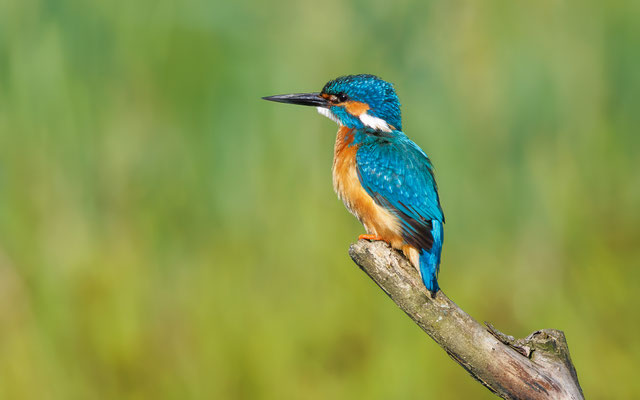 Eisvogel - Kingfisher - #2204