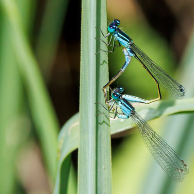 Große Pechlibelle - Blue-tailed Damselfly - Ischnura elegans - #3092