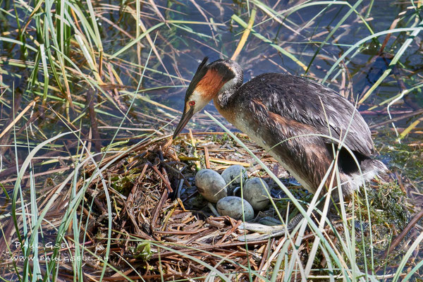 Haubentaucher - Great Crested Grebe - #8388
