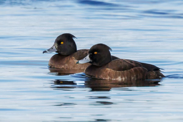 Reiherenten - Tufted Ducks - #3596