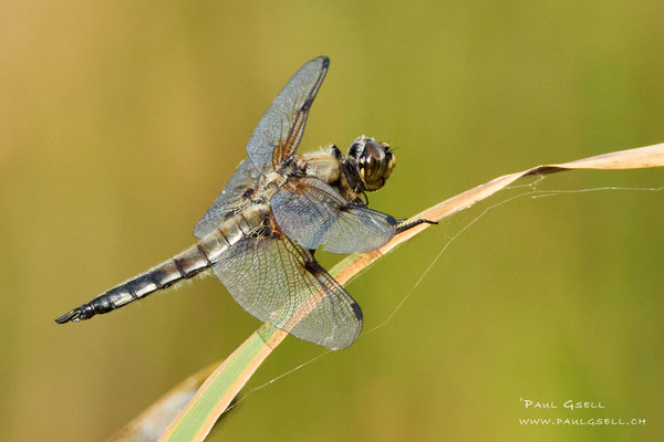 Vierfleck Libelle - Four-spotted Chaser - #4110