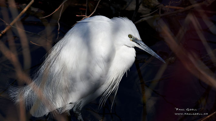 Seidenreiher im Prachtkleid - Little Egret - 3279