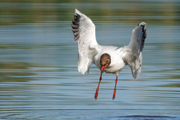 Lachmöwe - Black-headed Gull - #9409