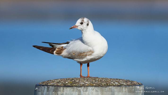 Lachmöwe - Black-headed Gull - #6794