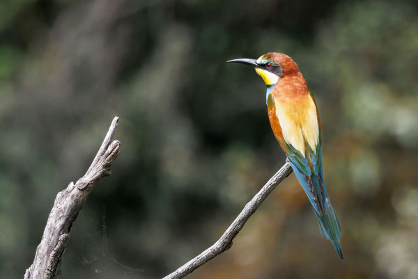 Bienenfresser - Bee-eater - #7815