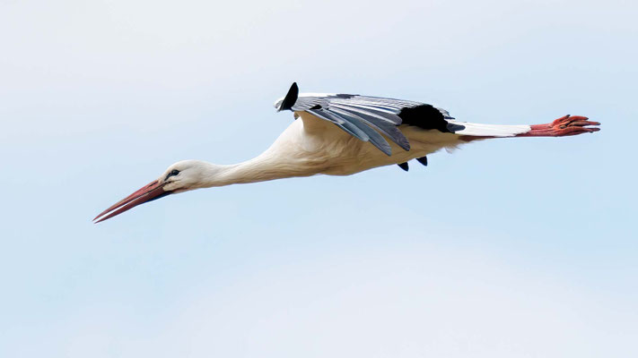 Weißstorch - White Stork - #547