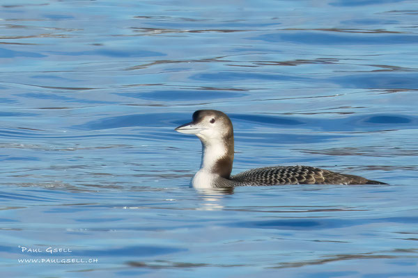 Eistaucher - Great Northern Loon - #9299